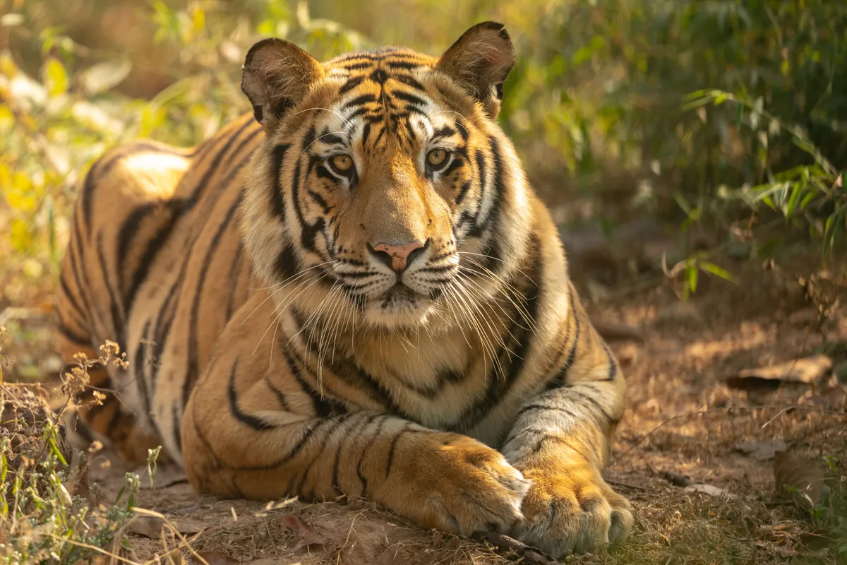 Bandhavgarh National Park Travel Guide