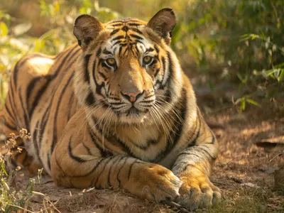 Bandhavgarh National Park Travel Guide