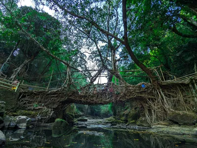 Cherrapunji Travel Guide — Root Bridges on a Budget