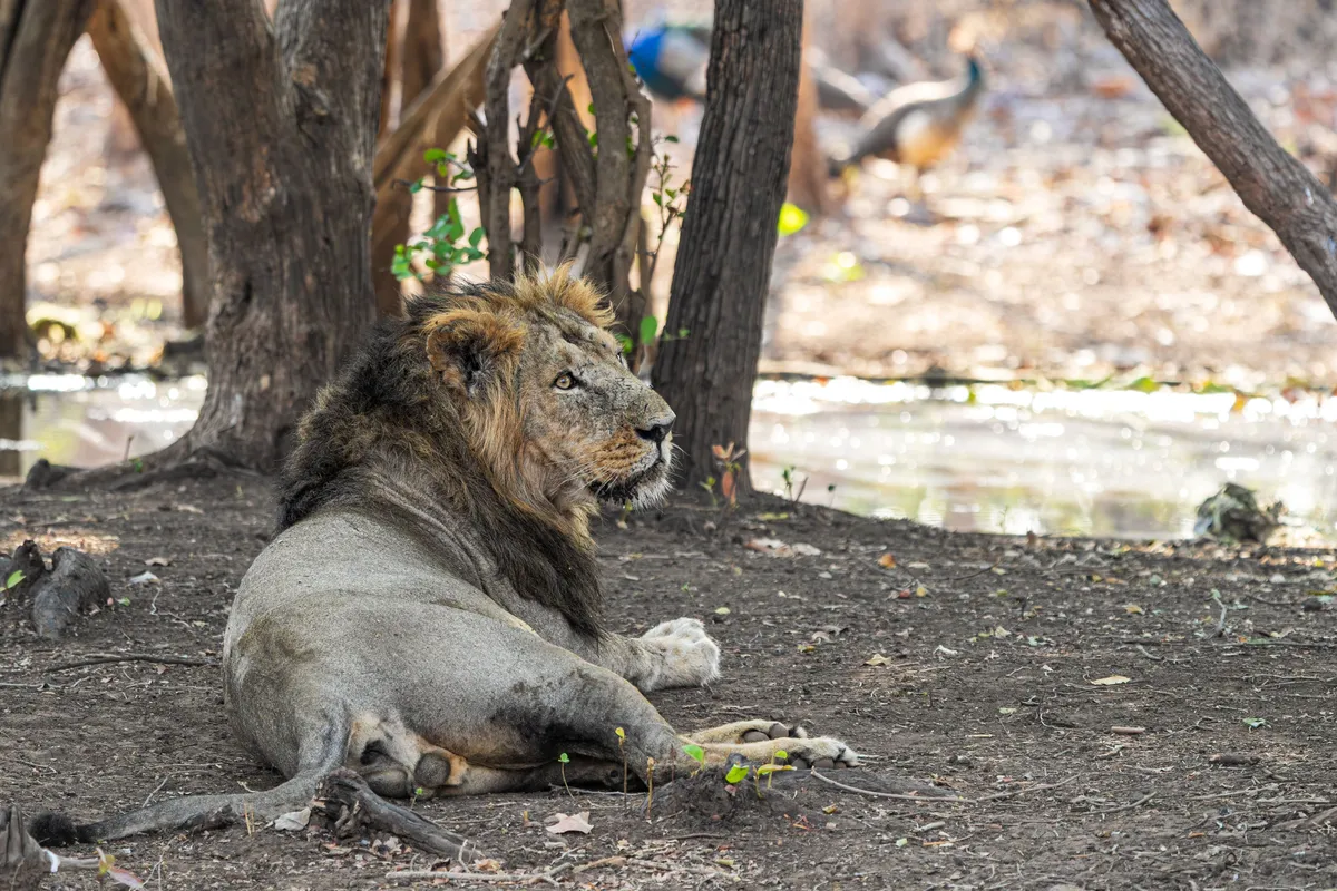 Gir National Park Travel Guide