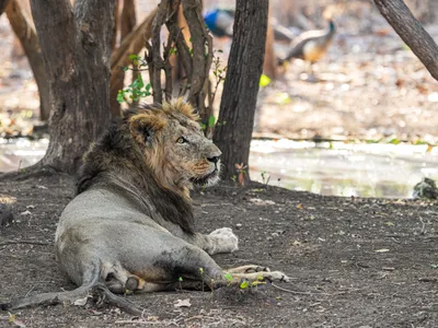 Gir National Park Travel Guide