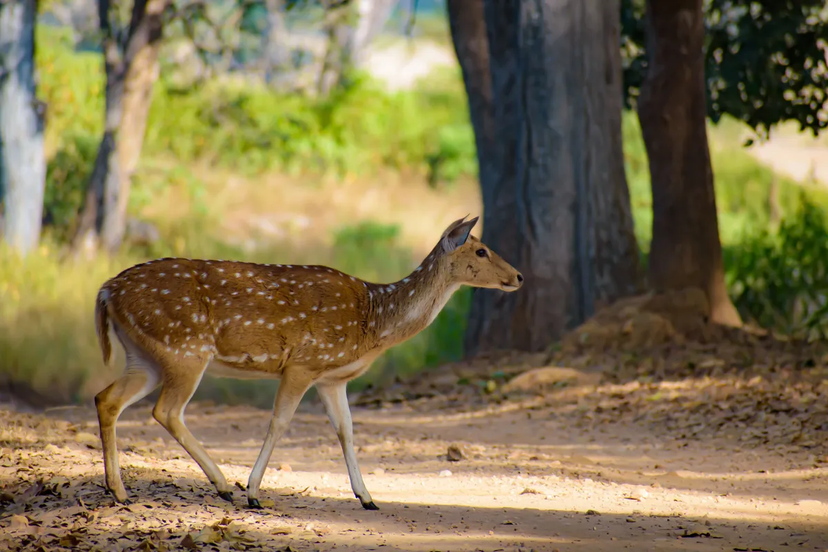 Kanha National Park Travel Guide