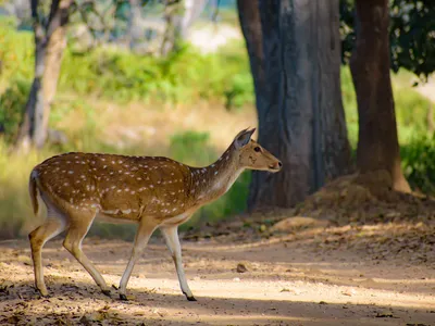 Kanha National Park Travel Guide