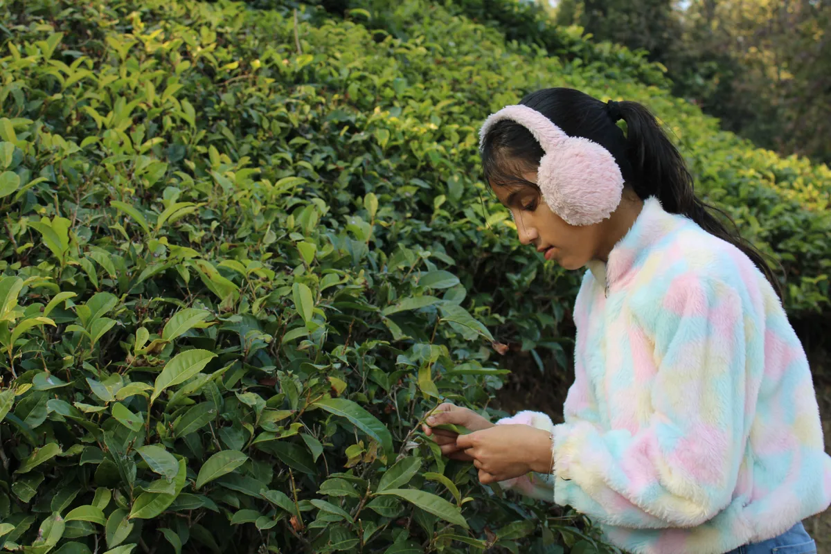 Kausani Travel Guide — India's Switzerland on a Budget