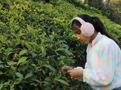 Kausani Travel Guide — India's Switzerland on a Budget