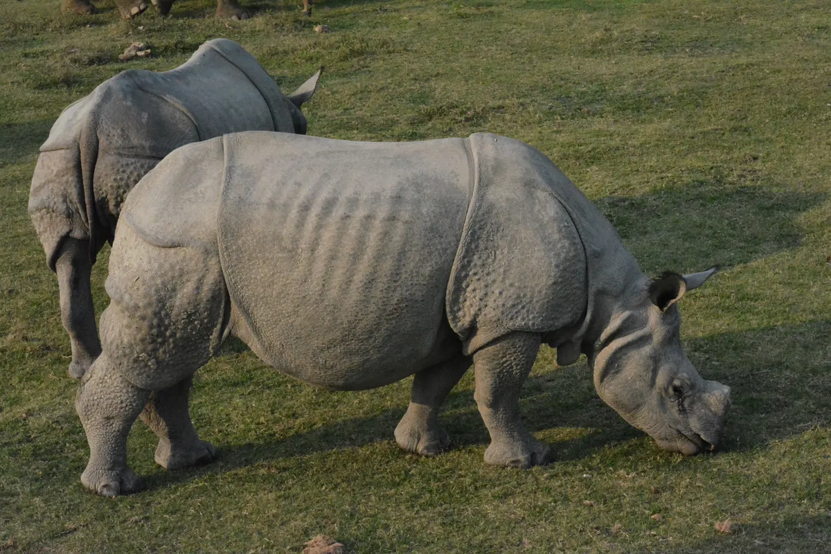 Kaziranga Travel Guide — Rhino Safari on a Budget