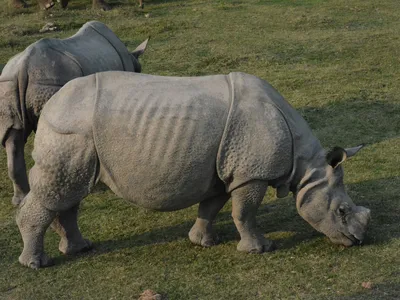 Kaziranga Travel Guide — Rhino Safari on a Budget